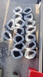 PKS20250811-9